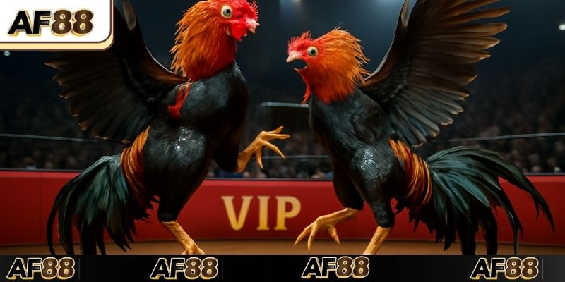 Kinh nghiệm chọn chiến kê cựa dao đá hay