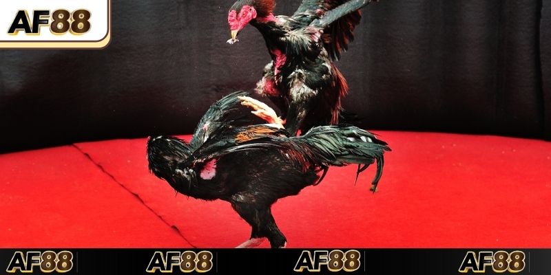 4 mẹo cược đá gà online siêu đơn giản nhưng dễ thắng