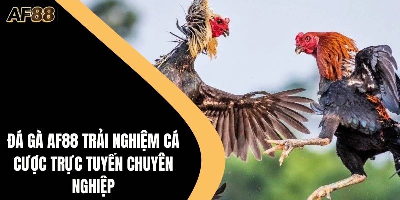 Đá gà AF88 Trải nghiệm cá cược trực tuyến chuyên nghiệp